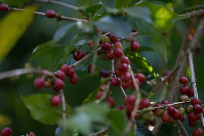 Ethiopia Sidama Buncho (Honey Processed)