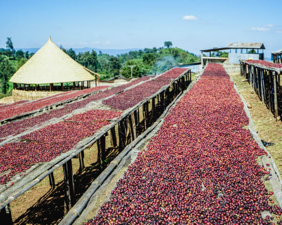 Ethiopia Guji Shakiso (Natural Processed)