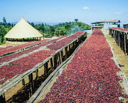 Ethiopia Guji Shakiso (Natural Processed)