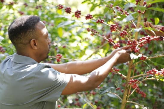 Ethiopia Guji Shakiso (Natural Processed)