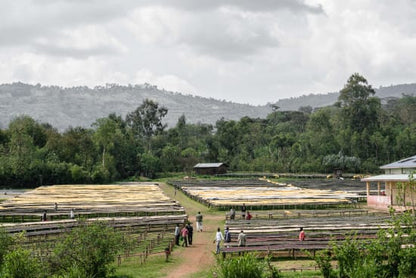 Ethiopia Sidama Buncho (Honey Processed)