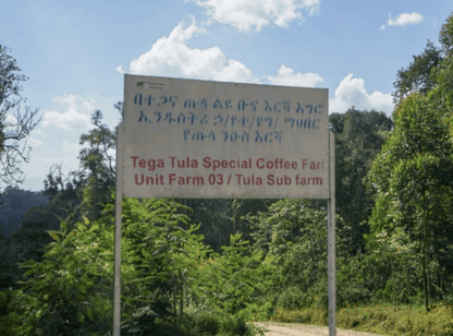 Ethiopia Tega & Tula (Washed Processed)