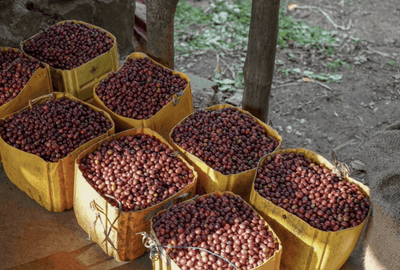 Ethiopia Yirgacheffe (Natural Processed)