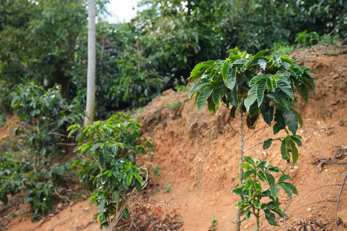 Costa Rica Las Lajas Honey