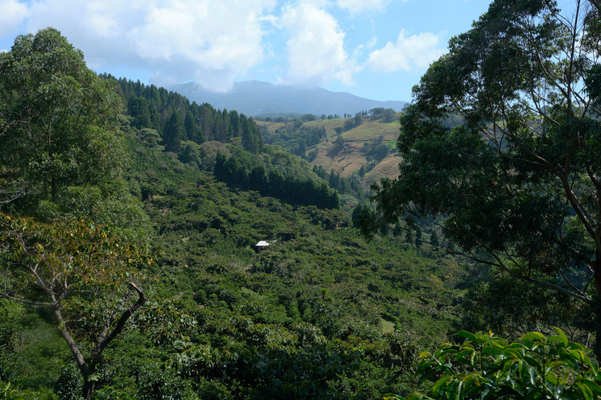 Costa Rica Las Lajas Honey